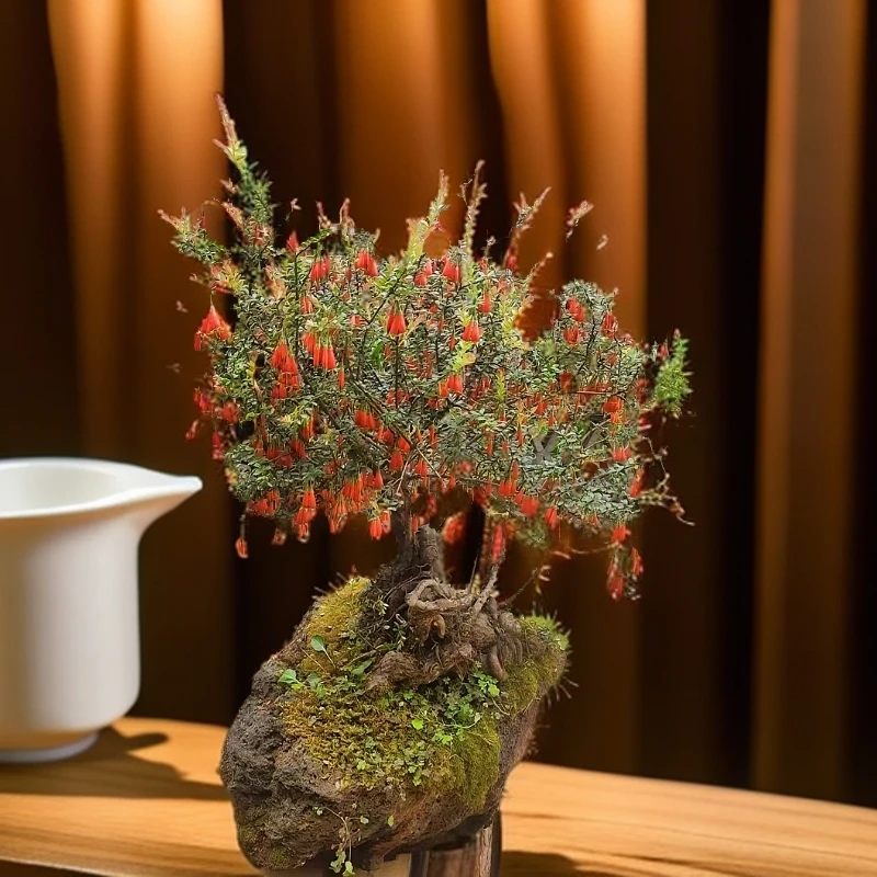 云南网红树萝卜盆栽绿植盆景室内（一物一拍，请勿私拍）