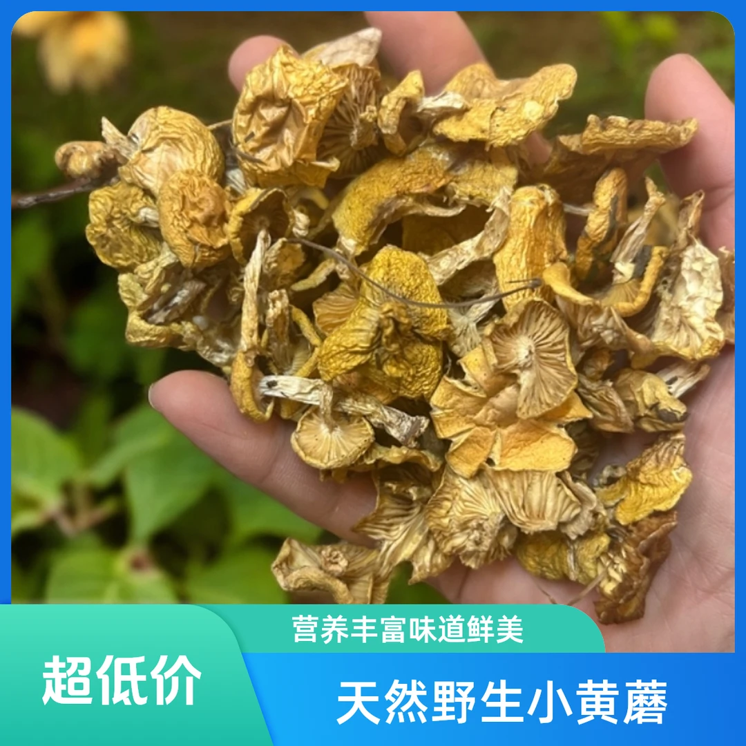 围场野生黄油蘑小黄蘑