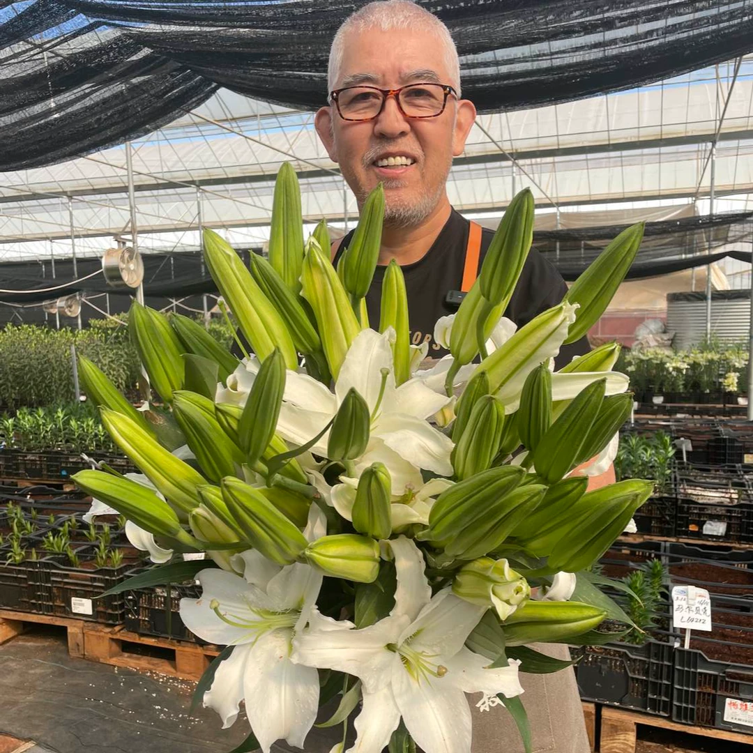 【西伯利亚/西百】18/20荷兰进口百合种球种植种球包对版浓香味