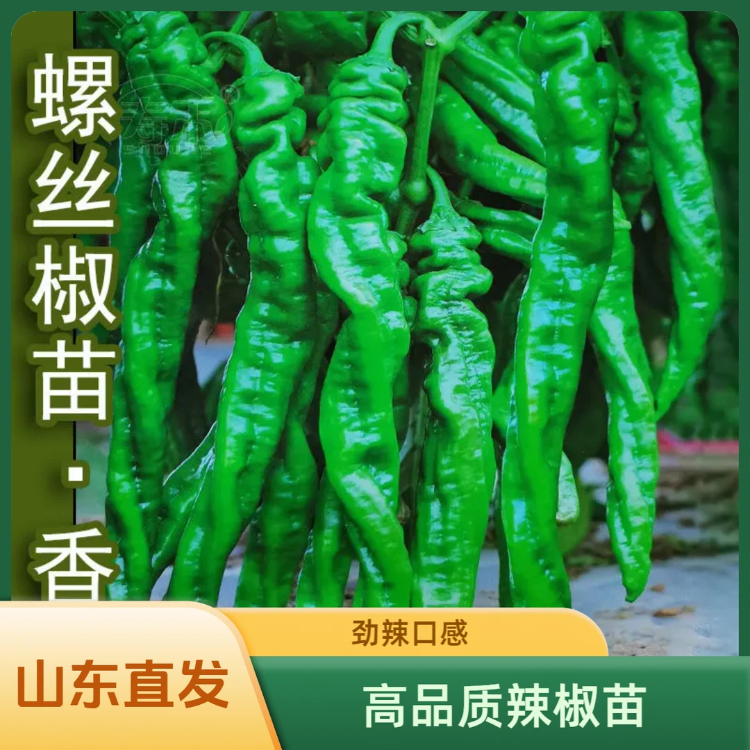 螺丝辣椒苗穴盘育苗四季蔬菜秧苗高产优质种苗苗育苗壮苗种植运输