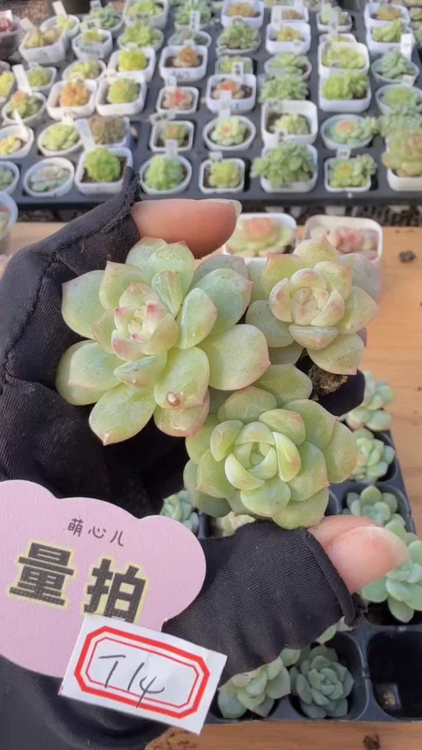 T14单双混 3颗量拍混发 满9.9包邮