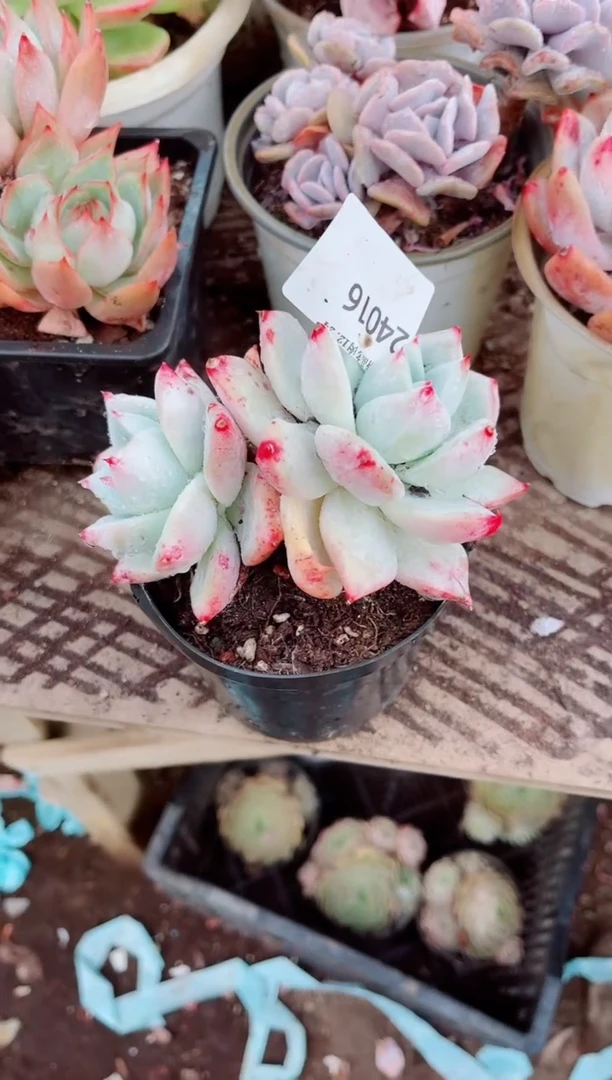 爱***睛跃跃精品多肉24016