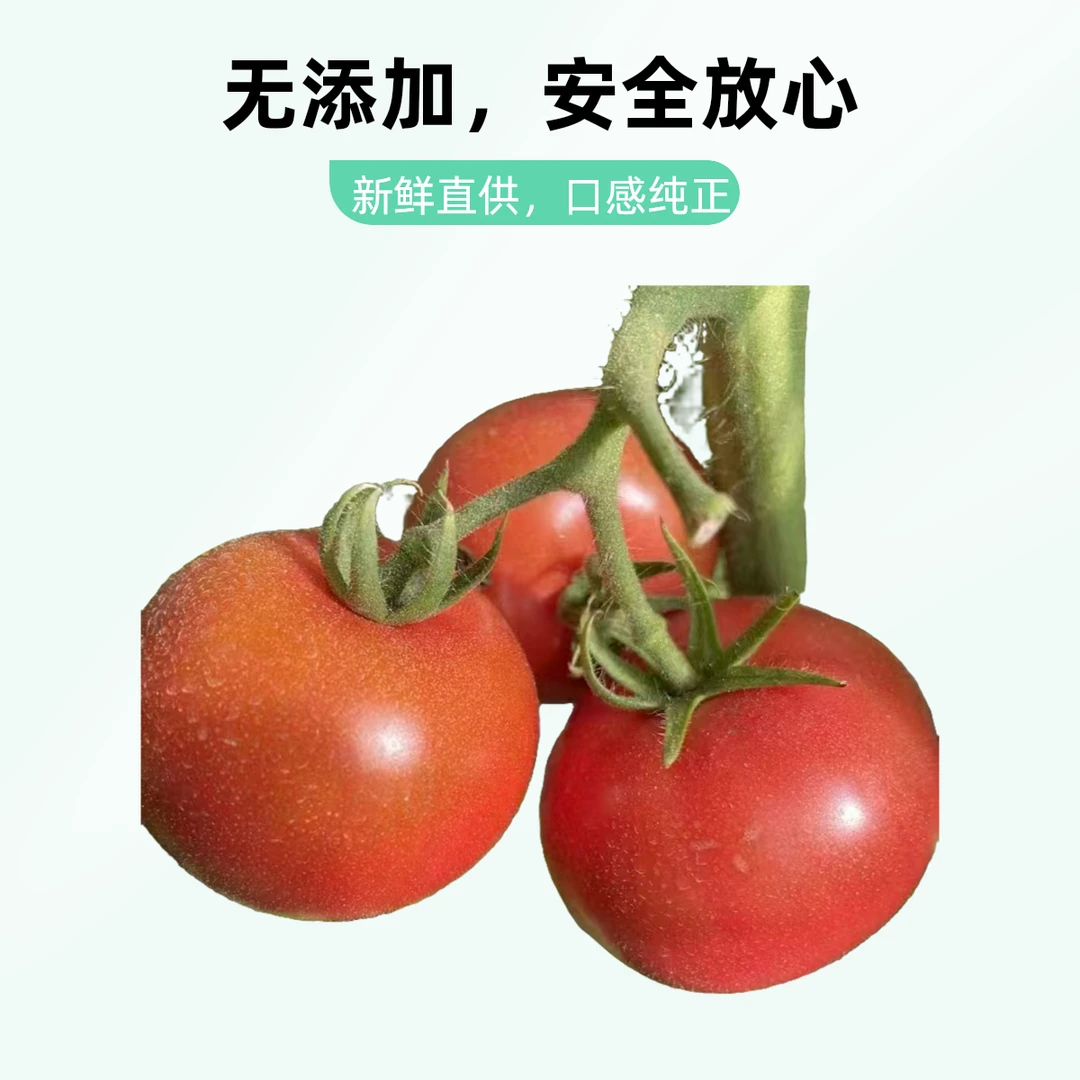 精品原味一号西红柿，现采现发，京东顺丰包邮番茄同城送原味一号密云区北京市北京市