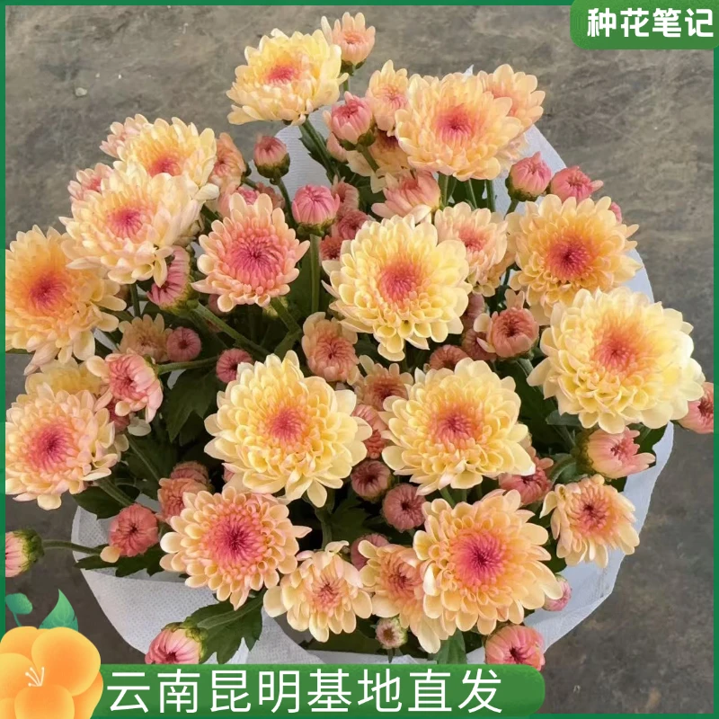【宝莲灯小菊】小雏菊盆栽阳台庭院观赏花卉基地盆栽现货