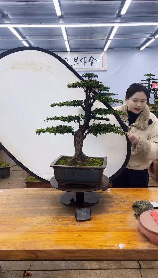 【闪购商品】高端盆景一物一拍，所见即所得