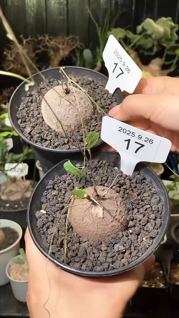 17号926福利南非龟甲龙买1个送1个