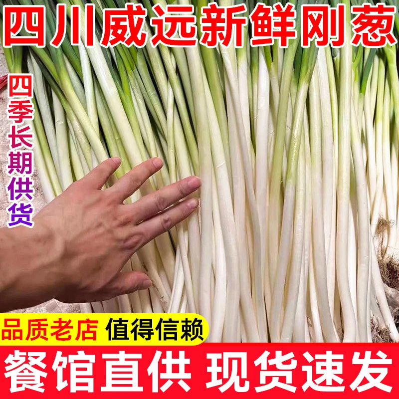 2025年新鲜葱黄刚葱大葱薄皮葱大小均匀家庭餐饮适用产地包邮批发