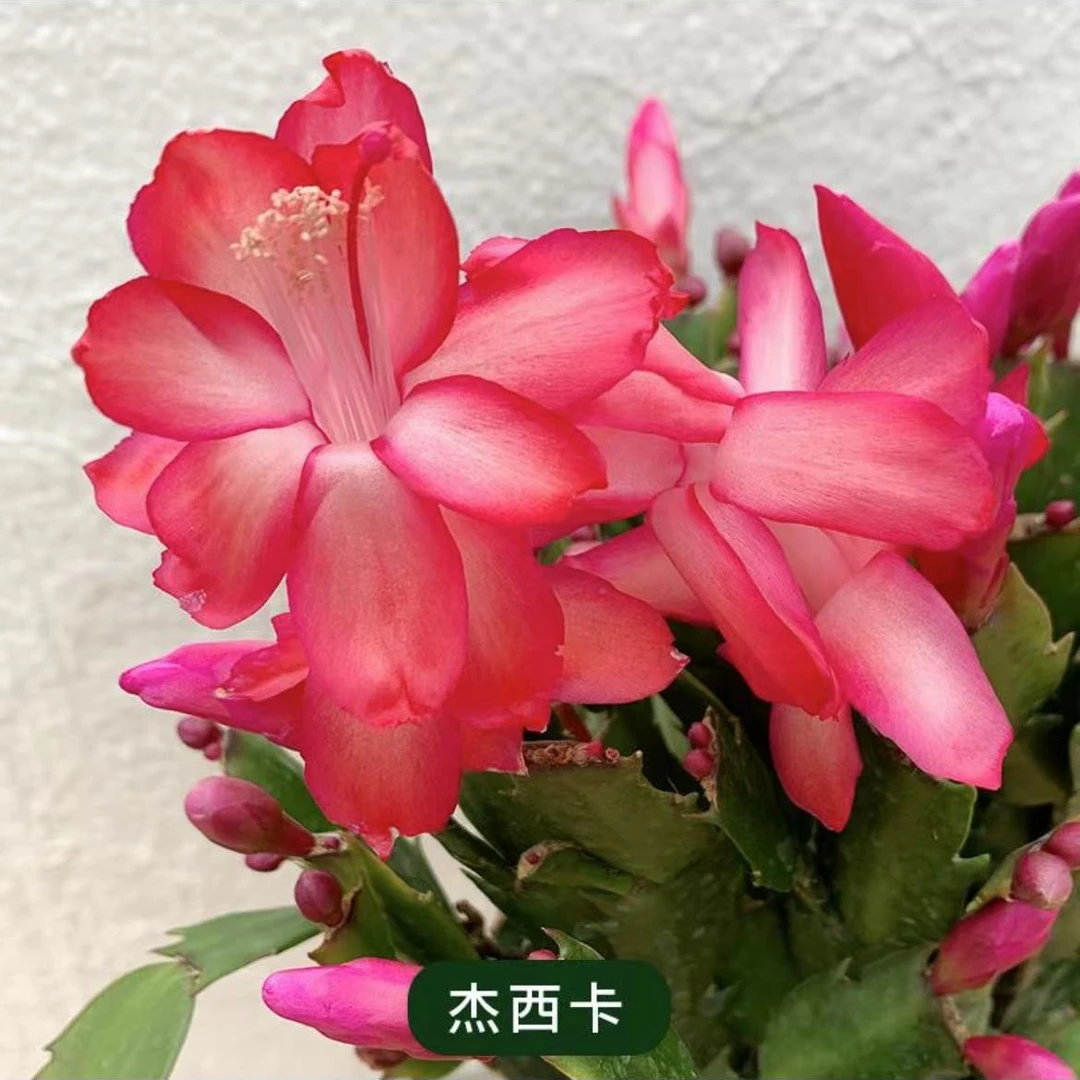 杰西卡稀有品种蟹爪兰发货好养活【110小盆】