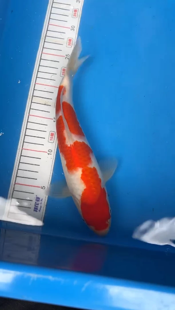 锦鲤29号锦鲤红白鱼 闪购