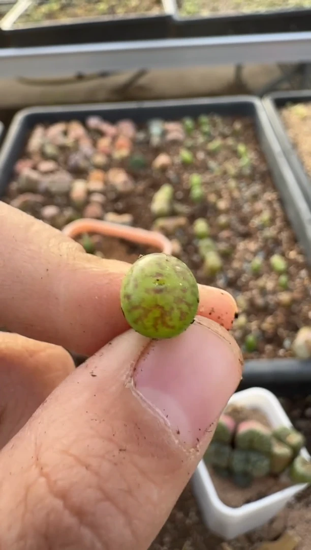 【闪购商品】7-519