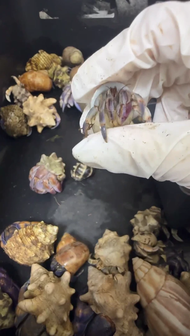 紫陆寄居蟹1.4口