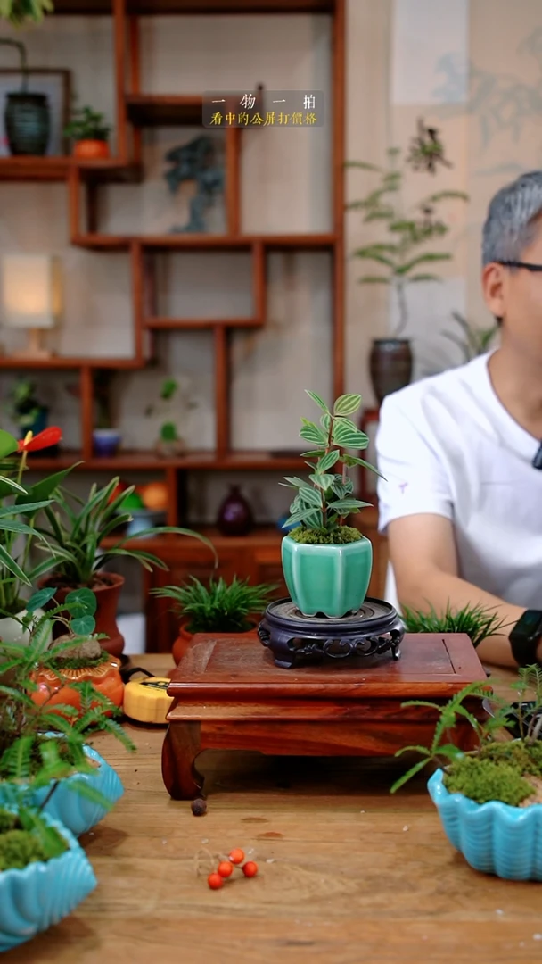 不开花植物G*豆瓣绿100