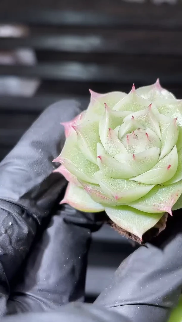 25-94雾山百合3-4厘米量拍发一颗