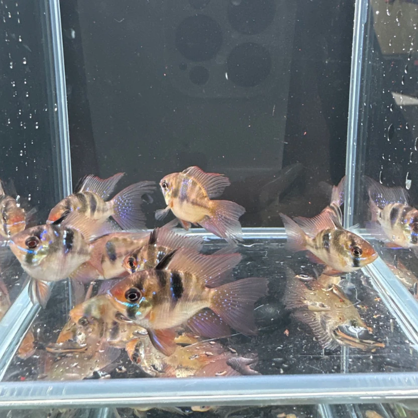 荷兰凤 2厘米左右