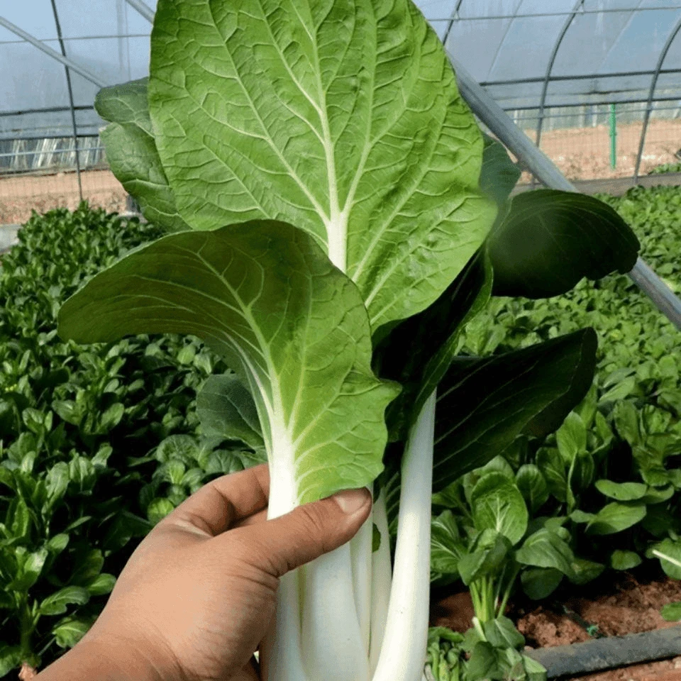 【满5元包邮】白菜种子玉美人白菜奶油快菜矮脚奶白菜高梗白小白