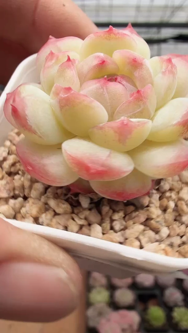 东云多肉园新款-164