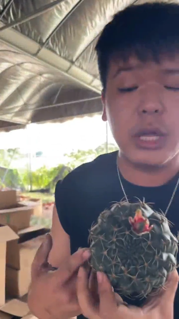 8-11cm 大号 绯花玉 不指定带花苞