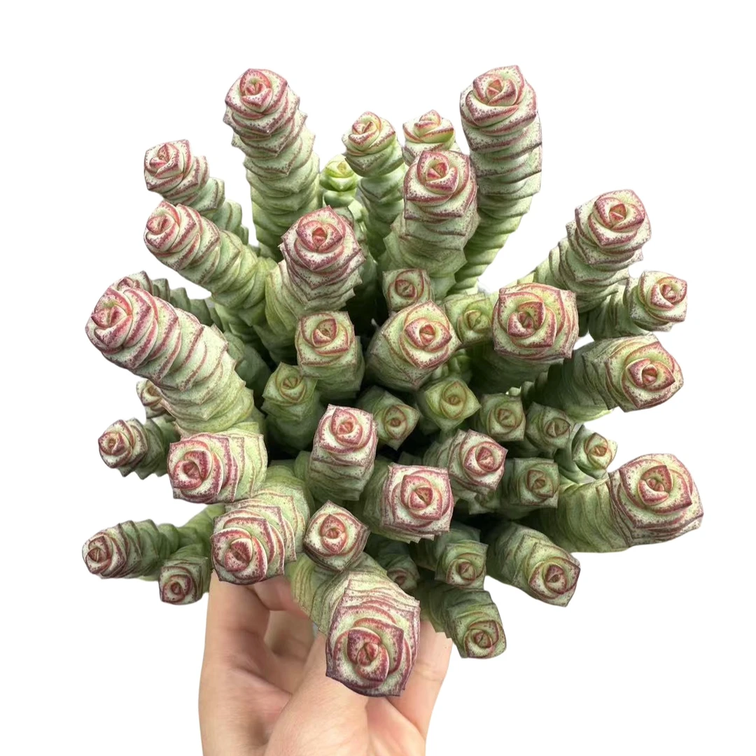 牡丹钱串青锁龙属多肉植物多头散群稀有品种组合盆栽带花盆土包邮