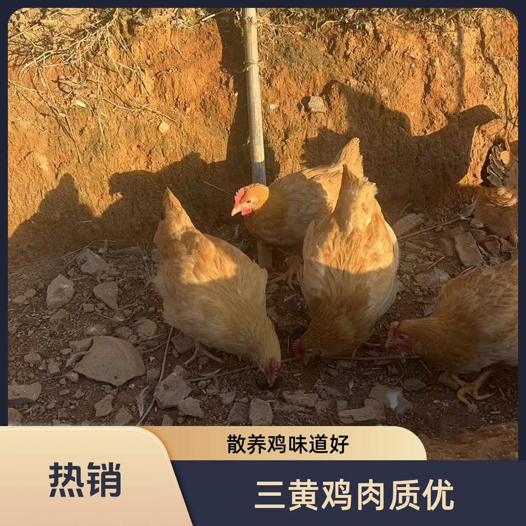 鲜嫩三黄鸡3只现杀发货