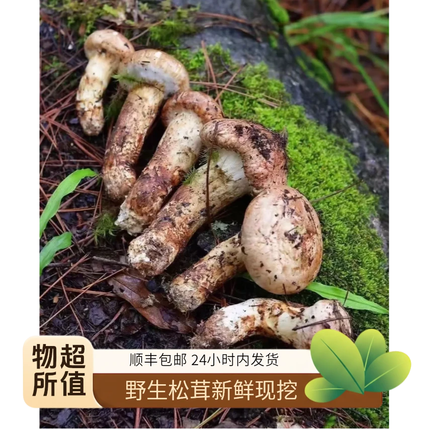 云南曲靖野生松茸新鲜现挖松茸云南特产空运冷链包邮特级菌子菌菇