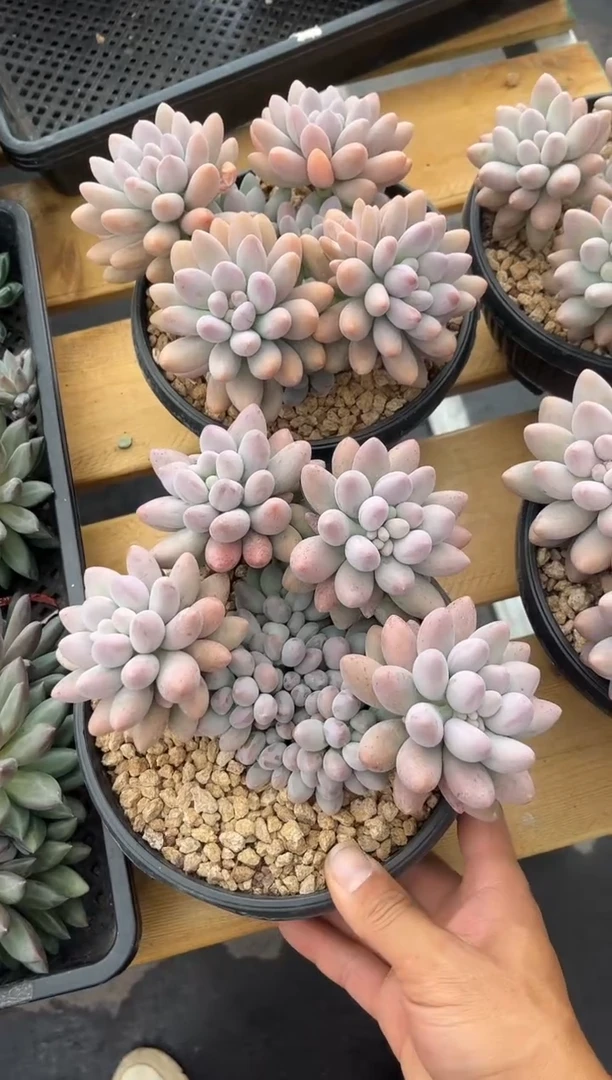 密多莉