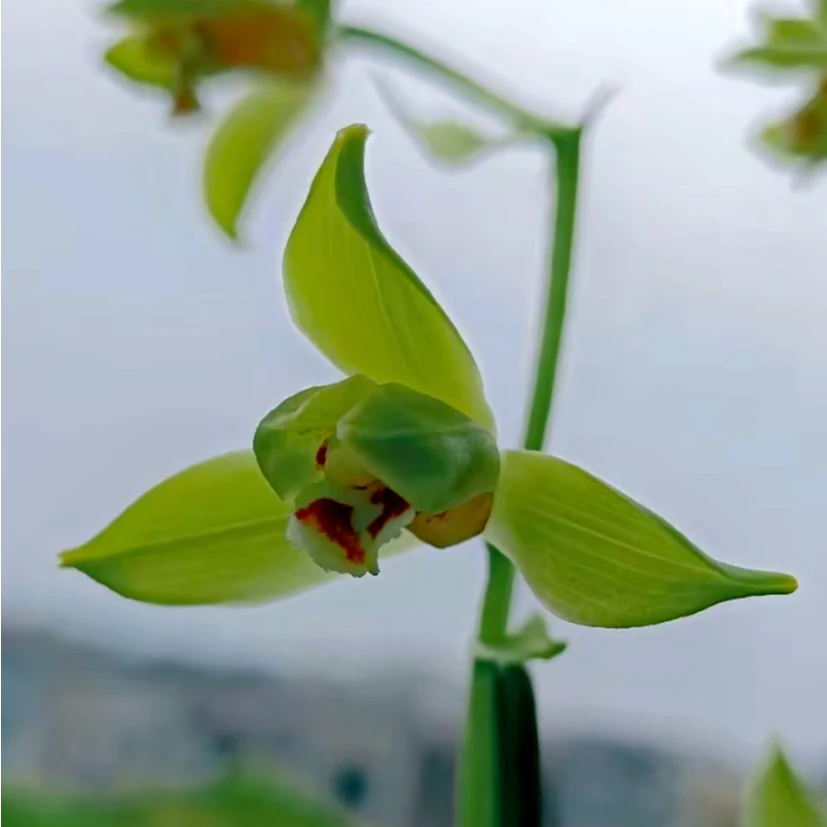 【凤怡】蕙兰高端铭品 旭槿兰花高山种植无温室不加温阳台养兰