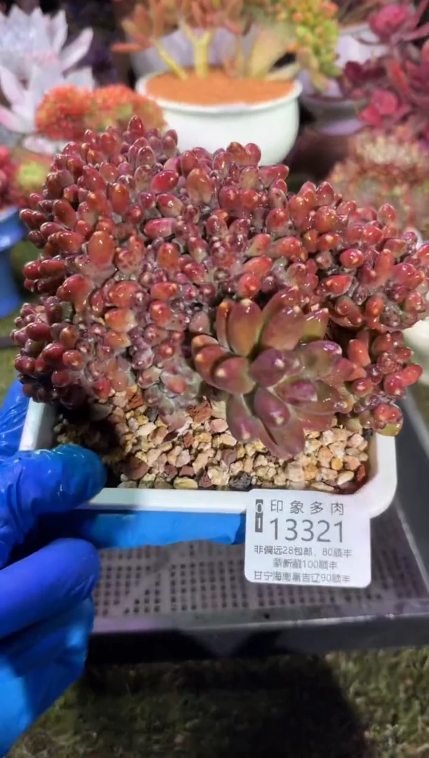 【闪购商品】13321