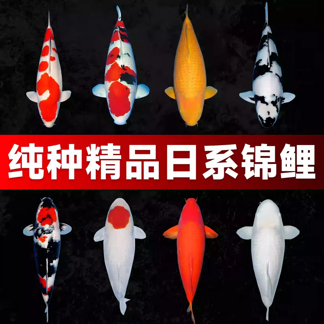 锦鲤鱼苗活体观赏鱼 13-20cm