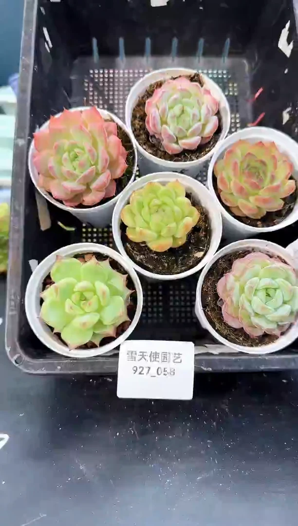927-058多肉6颗