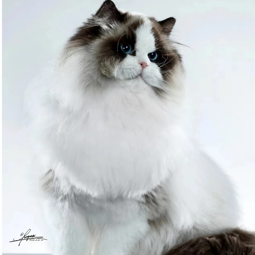 辰希新脸版布偶猫