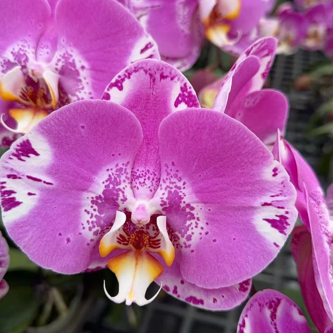 【藏宝图】精品蝴蝶兰带花剑盆栽浓香型花卉室内客厅四季开花