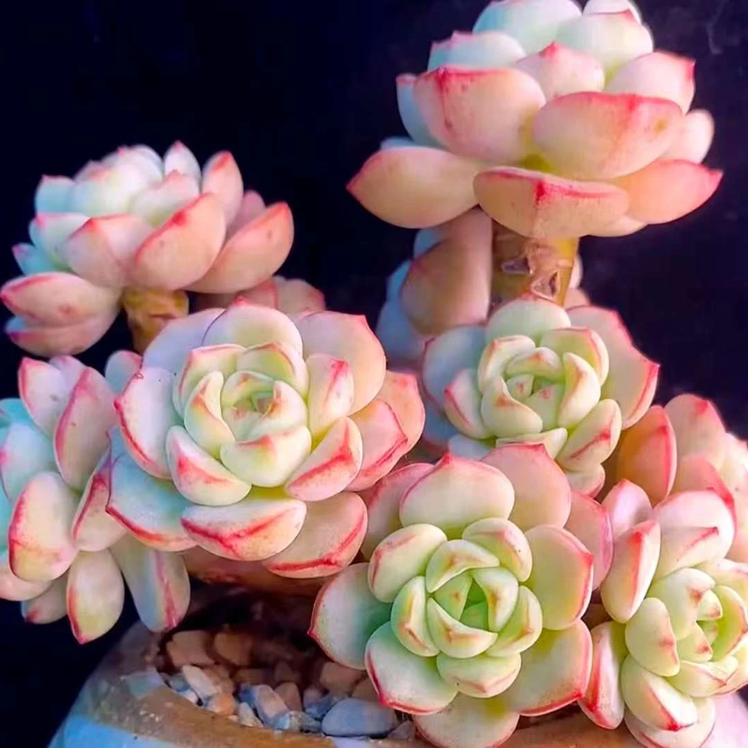 随机漂亮多肉两颗