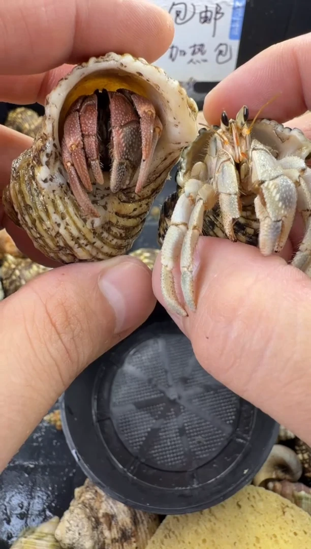 两只包活到手一只，不包全品