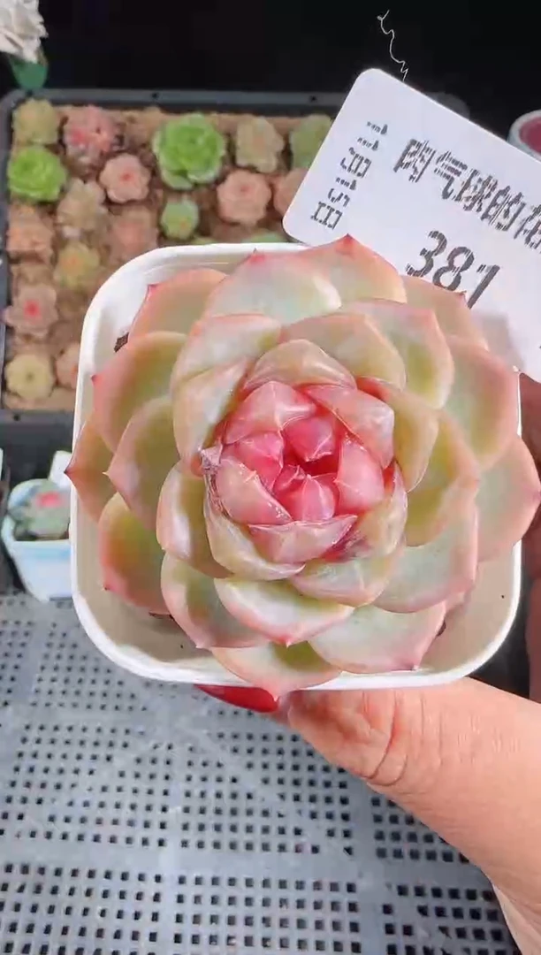 1115-381舒月群生不包整