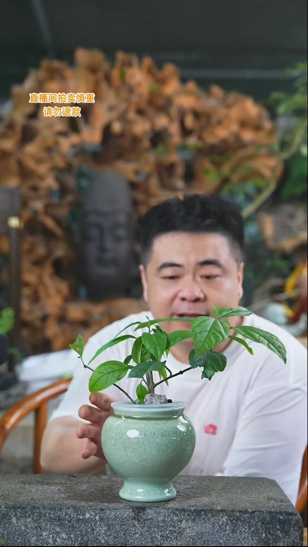 完全开放龙吐珠553+