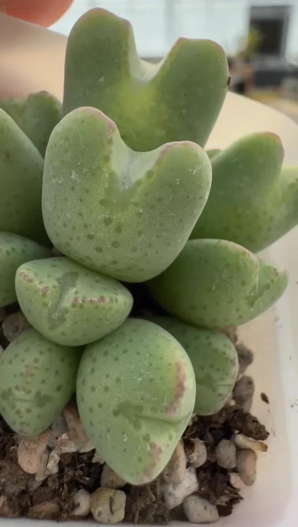 【闪购商品】7-425