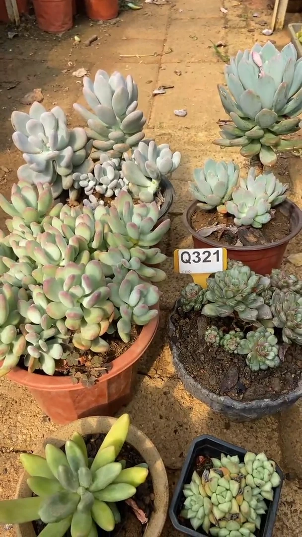 Q321多肉组合默认脱土发货