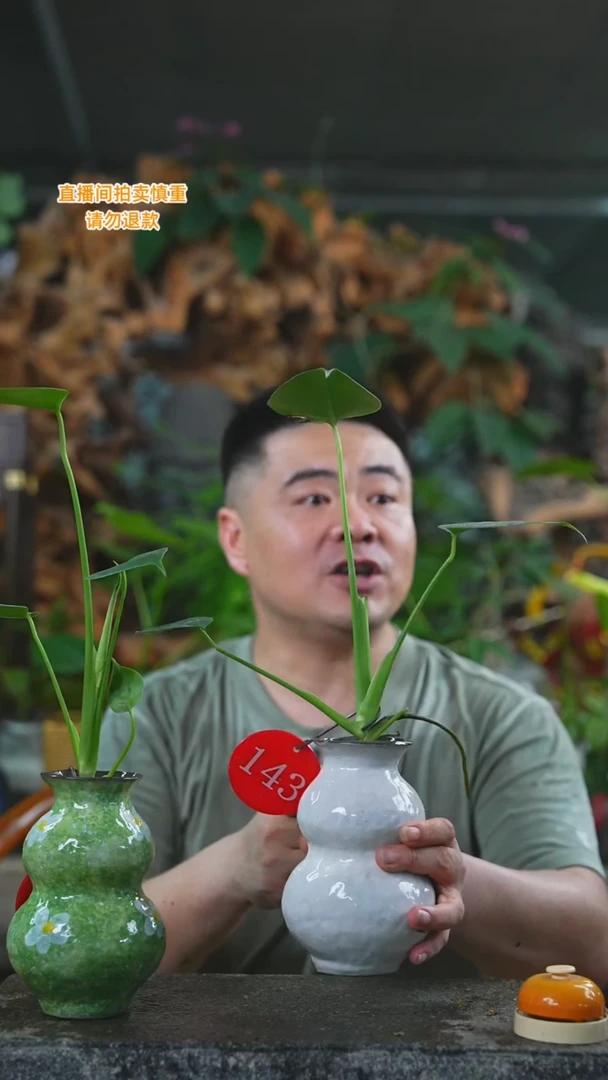 当前无花栽培后可以开花143龟背白色葫芦瓶T