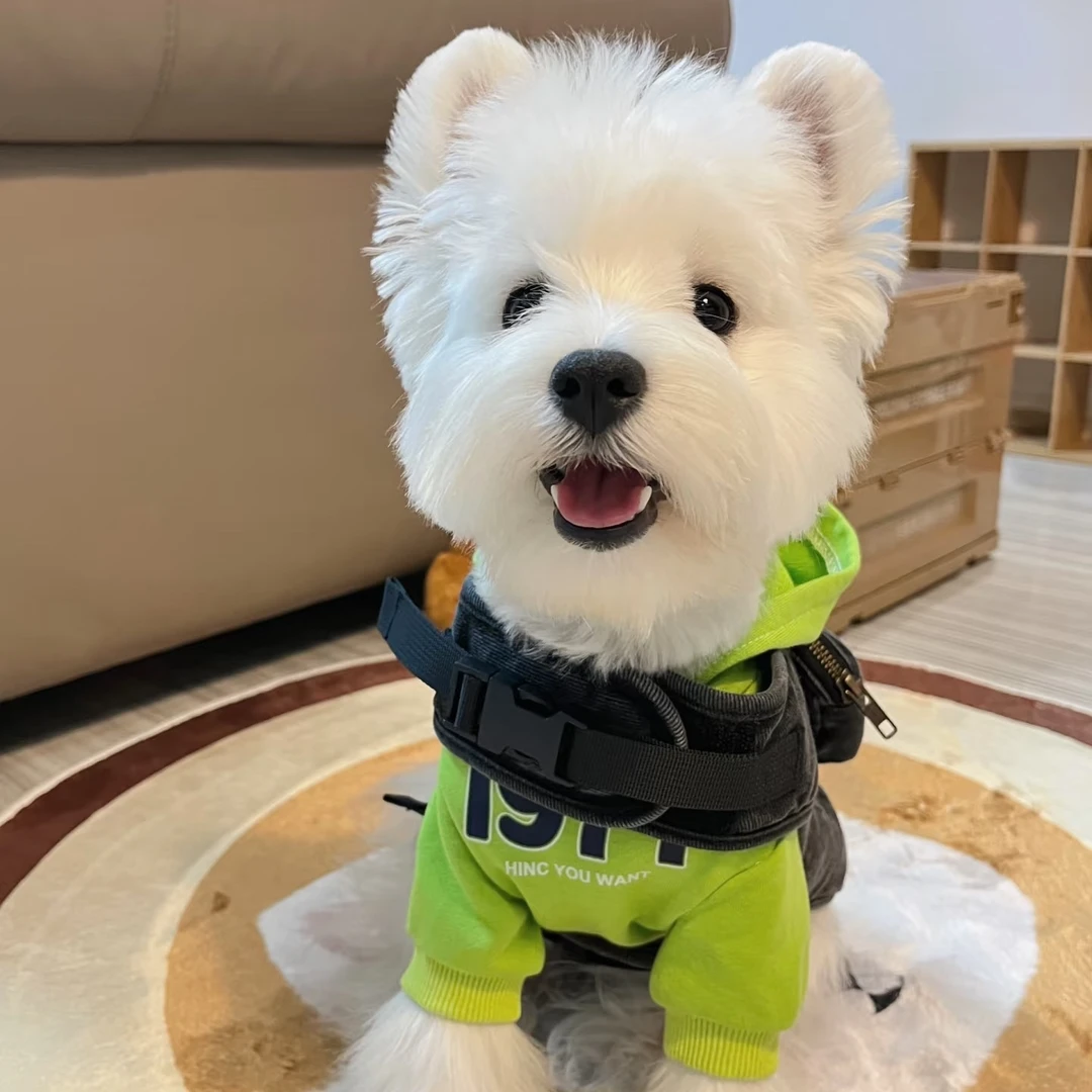 可直接拍西高地狗狗精品