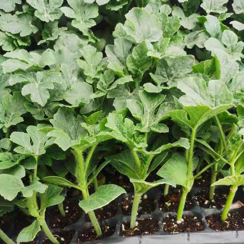 嫁接西瓜苗8424冰糖麒麟瓜