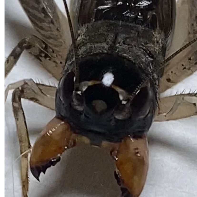 天津市鼎盛斗蟋 精品白虫一只