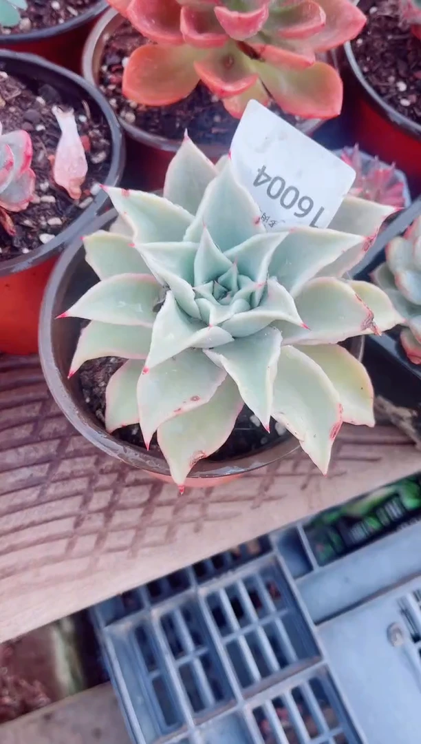 可*豆跃跃精品多肉16004