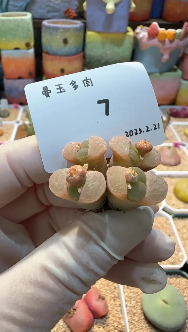 【闪购商品】25.2.21-07小可乐猫多肉