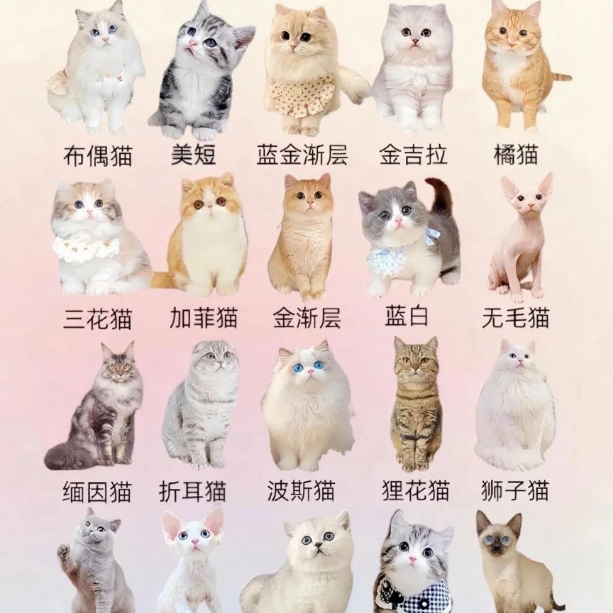 今日小猫猫一口价~~·
