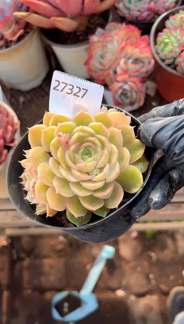 多肉植物一物一拍27327