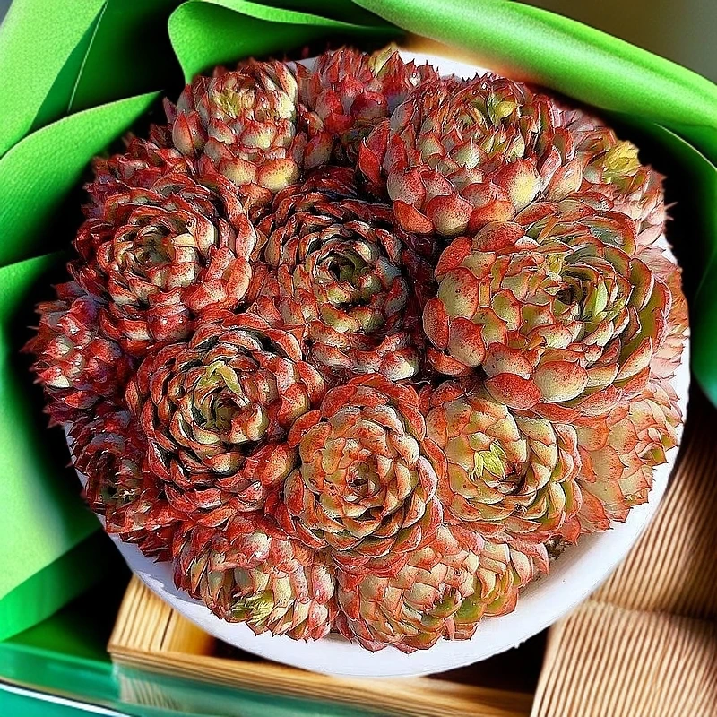 230盆梦幻玫脱土  小谢多肉植物庭院空气耐旱上盆种植固定