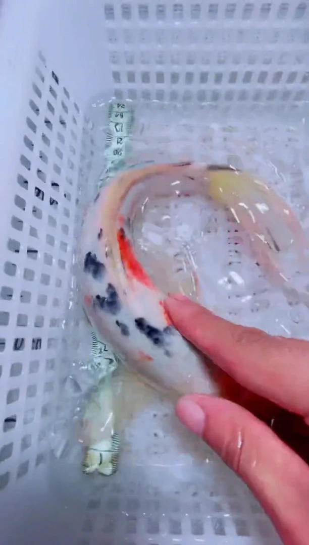锦鲤锦鲤一物一拍包邮22