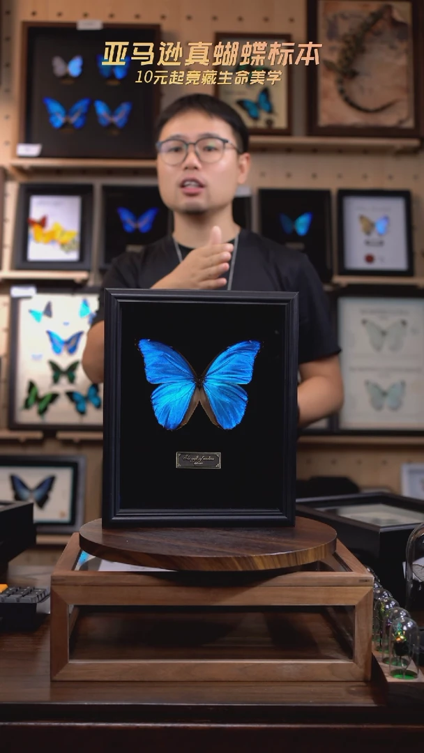 大蓝闪蝶黑绒底版10寸欧式框（带证书）