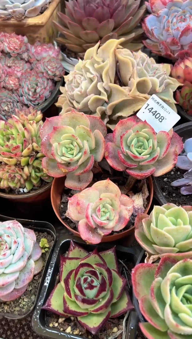 单*皮多肉植物一物一拍14408