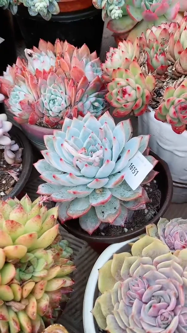 【闪购商品】16151